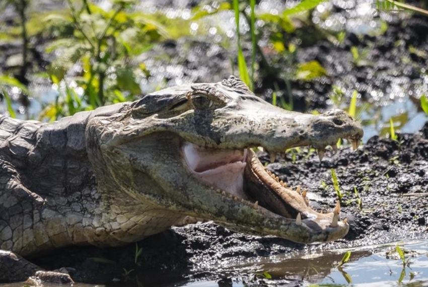 viva la amazonia 01